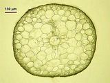 Arthrocladia villosa5
